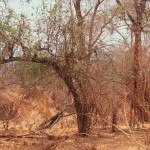 resized_article-0-16A9FE25000005DC-580_964x613