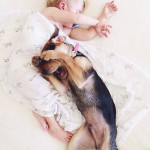 toddler-naps-with-puppy-theo-and-beau-2-14