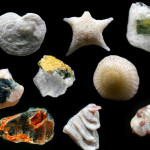 sand-grains-under-microscope-gary-greenberg-31