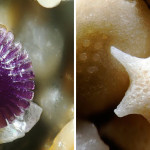 sand-grains-under-microscope-gary-greenberg-51