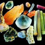 sand-grains-under-microscope-gary-greenberg-61