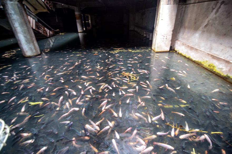 abandoned-shopping-mall-in-bangkok-has-been-taken-over-by-fish-55045