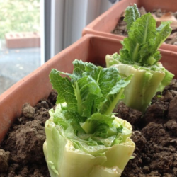romaine-salat