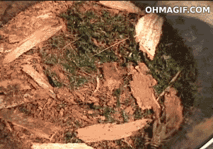 anigif_7f24c8ca4624d108f9fba2bc64fdaa86-4