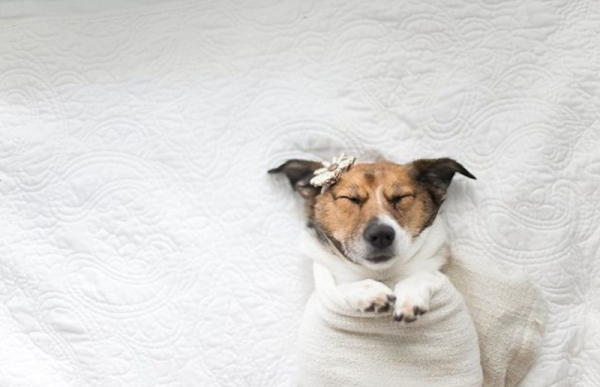 baby-puppy-10-600x387