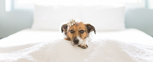 baby-puppy-12-600x245