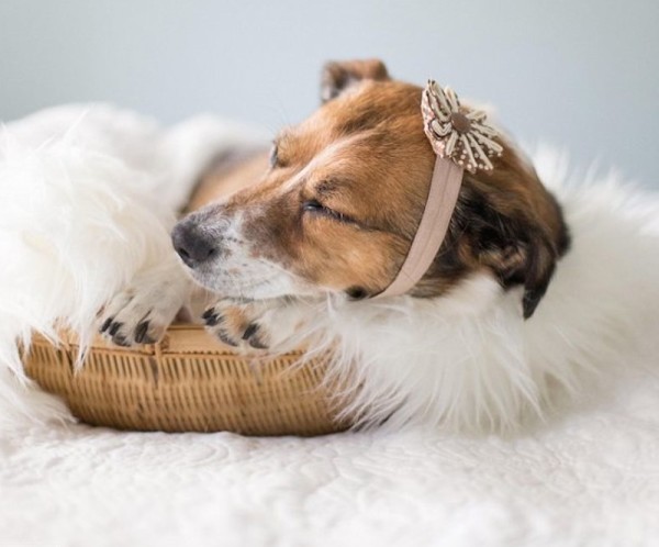 baby-puppy-21-600x498