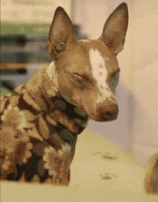 "Sure, he's cute and all, but LOOK WHAT I CAN DO!" "Sure, he's cute and all, but LOOK WHAT I CAN DO!"