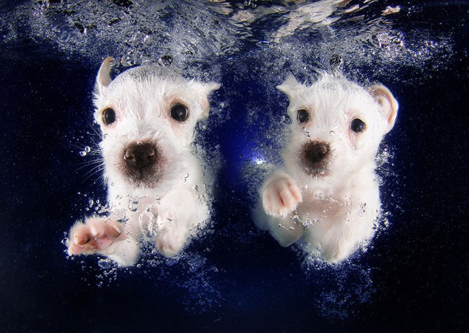 underwater-puppy-photos-by-seth-casteel-1-677x481