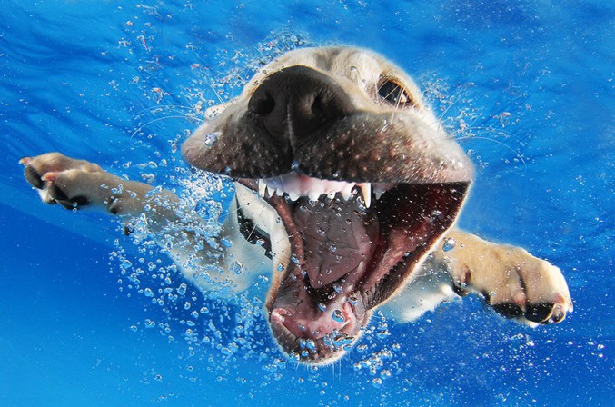 underwater-puppy-photos-by-seth-casteel-10-677x448