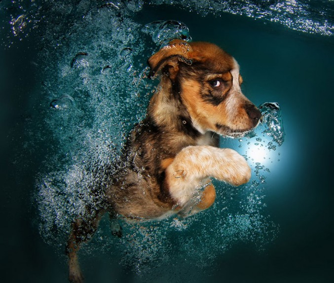underwater-puppy-photos-by-seth-casteel-2-677x574