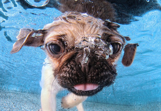 underwater-puppy-photos-by-seth-casteel-3-677x466