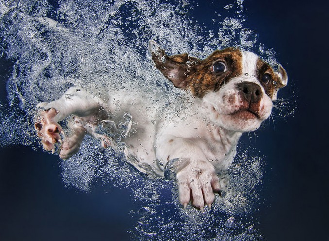 underwater-puppy-photos-by-seth-casteel-4-677x496