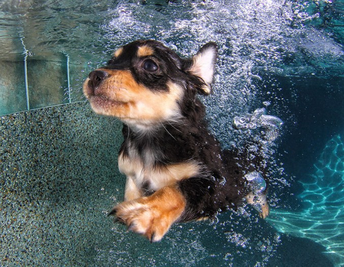 underwater-puppy-photos-by-seth-casteel-5-677x525