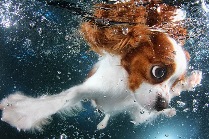 underwater-puppy-photos-by-seth-casteel-6-677x451
