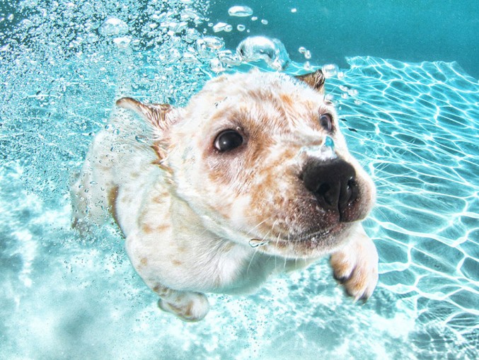 underwater-puppy-photos-by-seth-casteel-7-677x509