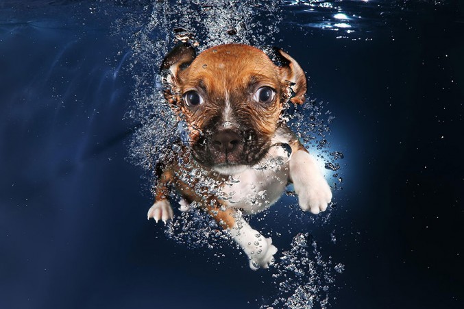 underwater-puppy-photos-by-seth-casteel-8-677x451