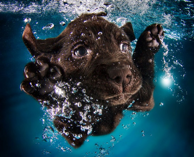 underwater-puppy-photos-by-seth-casteel-9-677x549