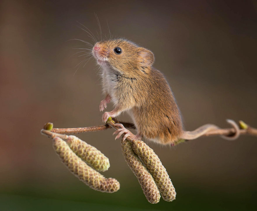 wild-mouse-photography-1
