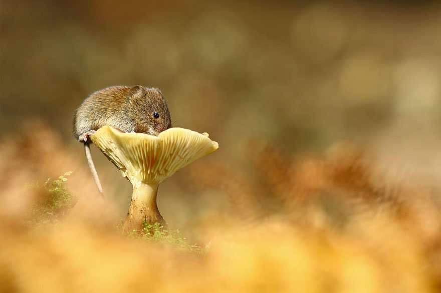 wild-mouse-photography-51