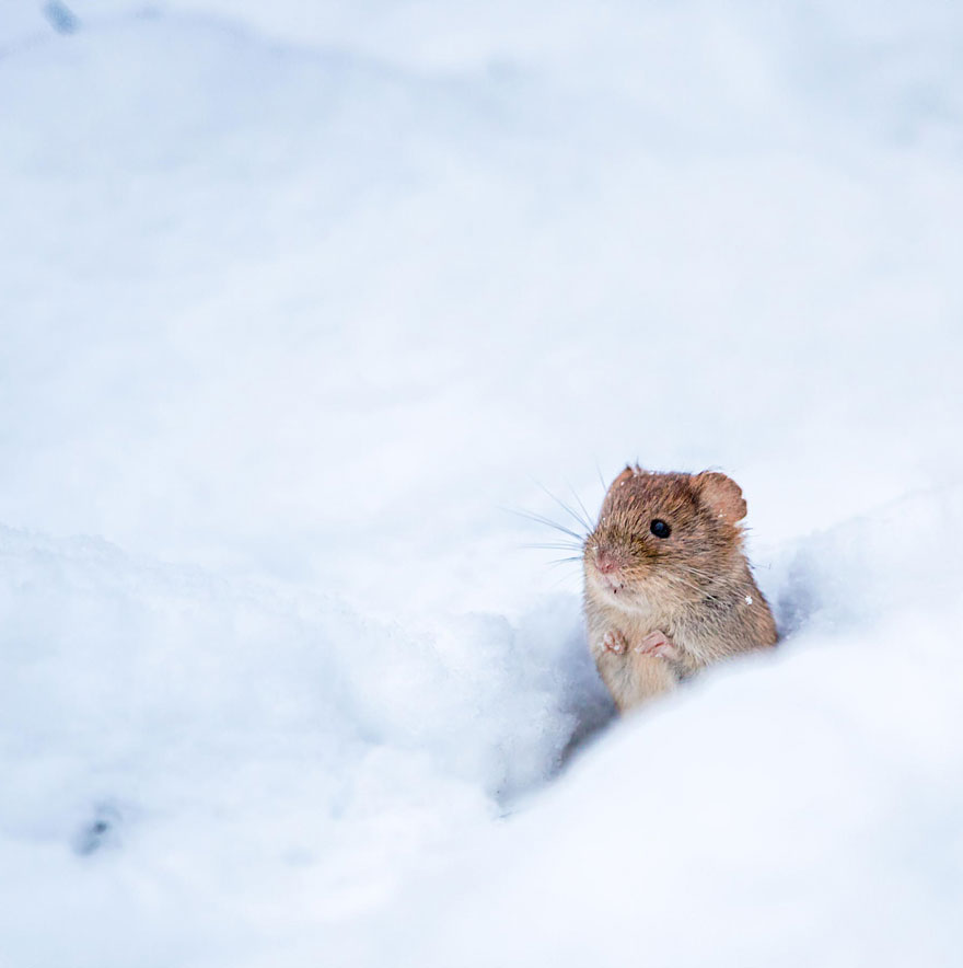 wild-mouse-photography-7