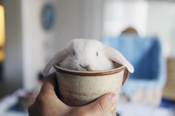 Bunny In A Cup
