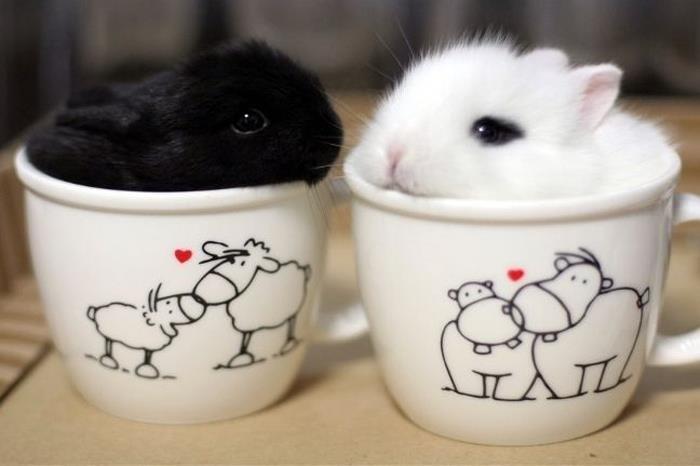 Bunnies In The Cups