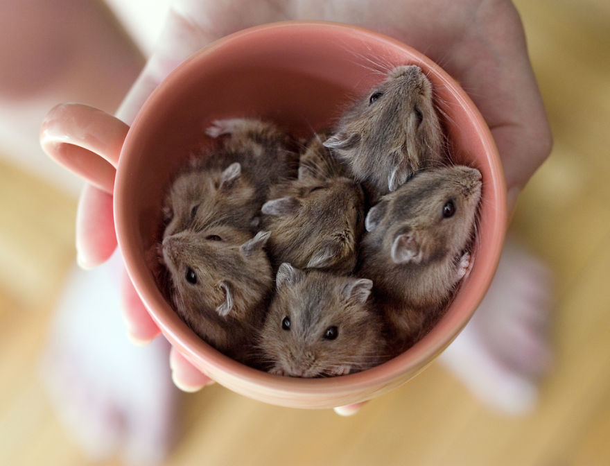 Mice In A Cup