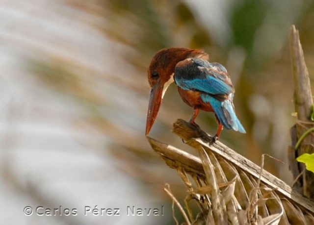 Wildlife-photographer-9yo-wcth04