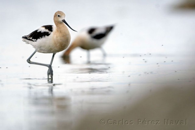 Wildlife-photographer-9yo-wcth07