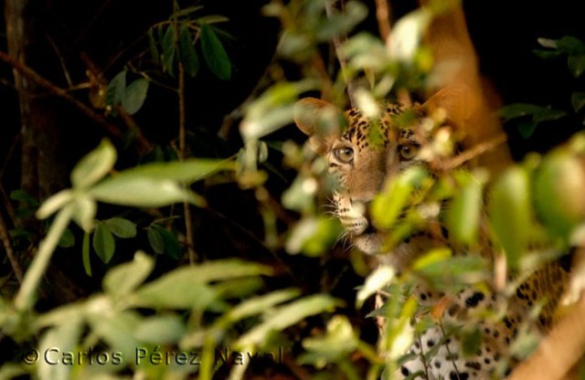 Wildlife-photographer-9yo-wcth08