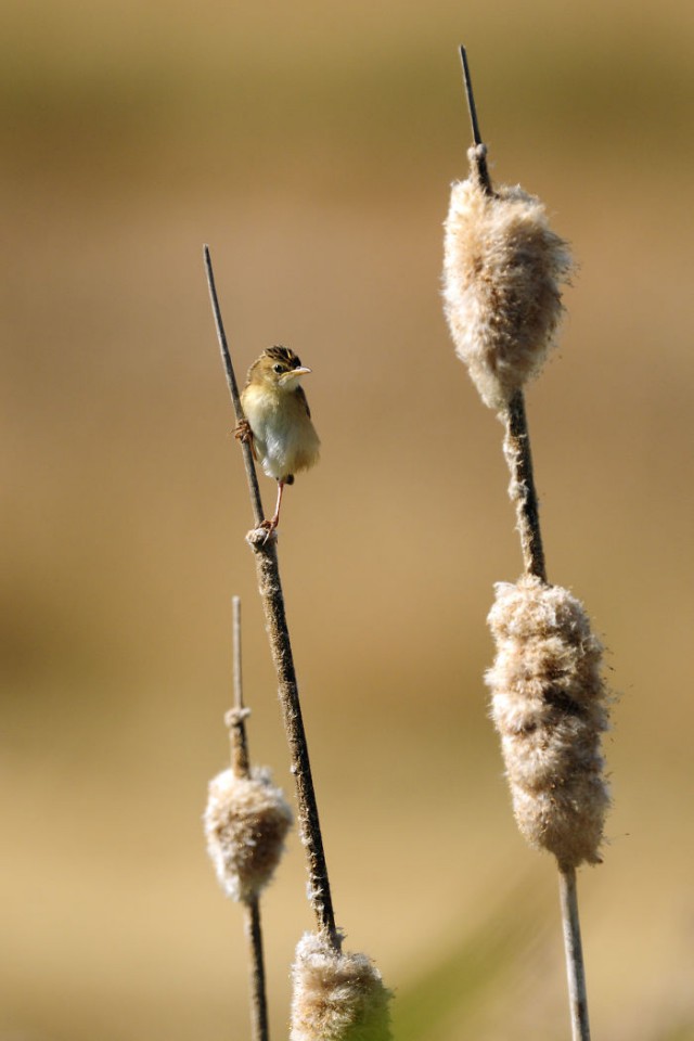 Wildlife-photographer-9yo-wcth10