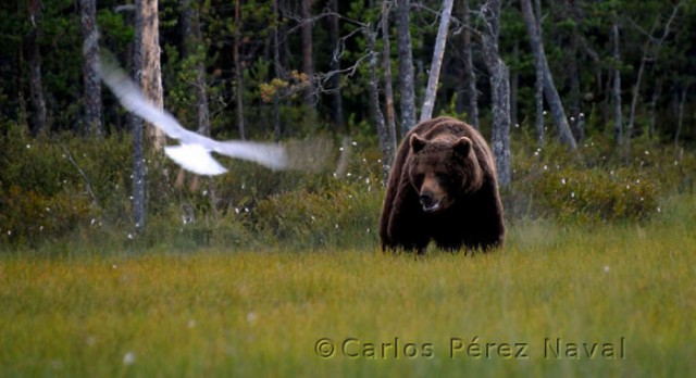 Wildlife-photographer-9yo-wcth12