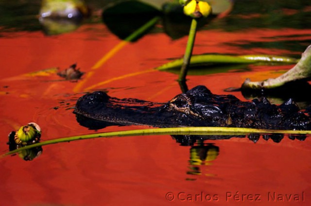 Wildlife-photographer-9yo-wcth13