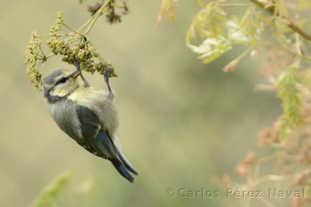 Wildlife-photographer-9yo-wcth14