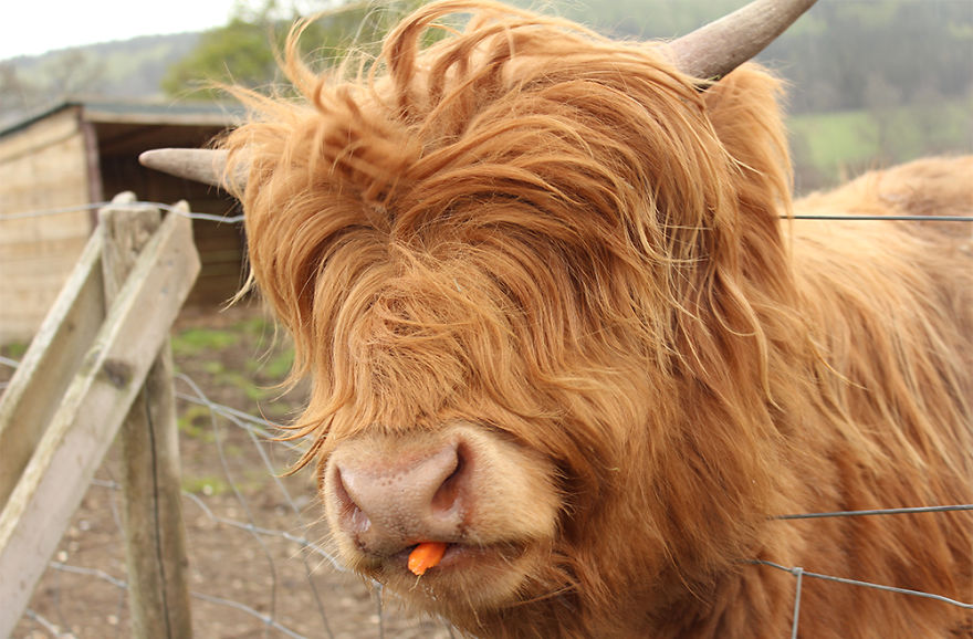XX-Animals-That-Need-To-Get-A-Haircut-Real-Bad15__880