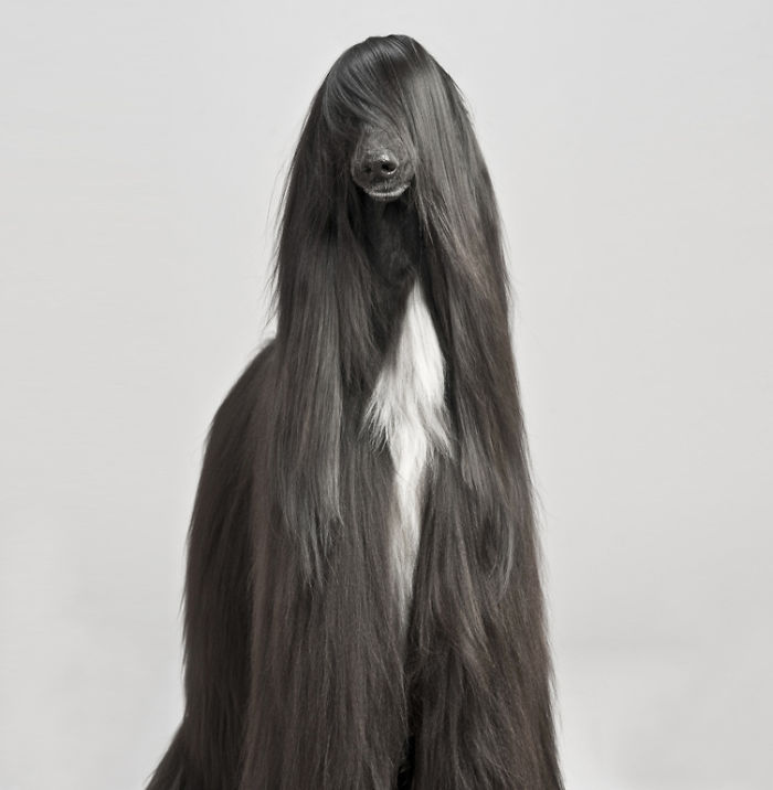XX-Animals-That-Need-To-Get-A-Haircut-Real-Bad3__700