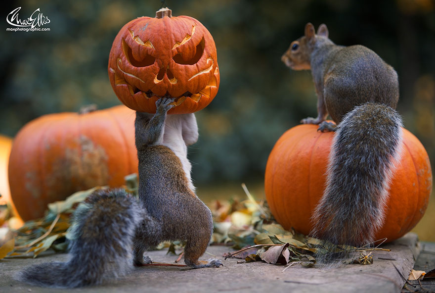 squirrel-steals-carved-pumpkin-max-ellis-1