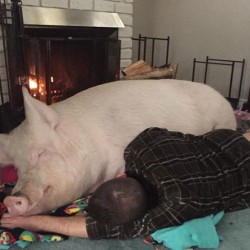 esther-wonder-pig-sanctuary-steve-derek-21.jpg