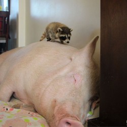 esther-wonder-pig-sanctuary-steve-derek-33.jpg