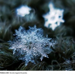 macro-photography-snowflakes-alexey-kljatov-9-650×517