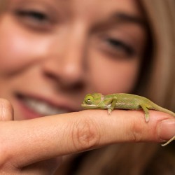 cute-baby-chameleons-hatch-taronga-zoo-sydney-1