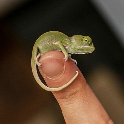 cute-baby-chameleons-hatch-taronga-zoo-sydney-14