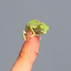 cute-baby-chameleons-hatch-taronga-zoo-sydney-3