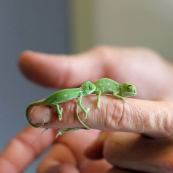 cute-baby-chameleons-hatch-taronga-zoo-sydney-4