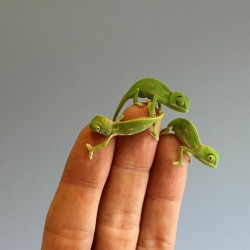 cute-baby-chameleons-hatch-taronga-zoo-sydney-8