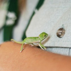 cute-baby-chameleons-hatch-taronga-zoo-sydney-9