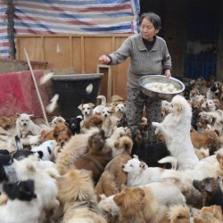 elderly-chinese-women-1300-dogs-1-677×452.jpg