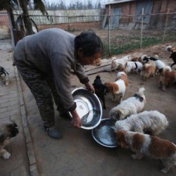 elderly-chinese-women-1300-dogs-2-677×452.jpg