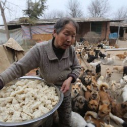elderly-chinese-women-1300-dogs-3-677×452.jpg